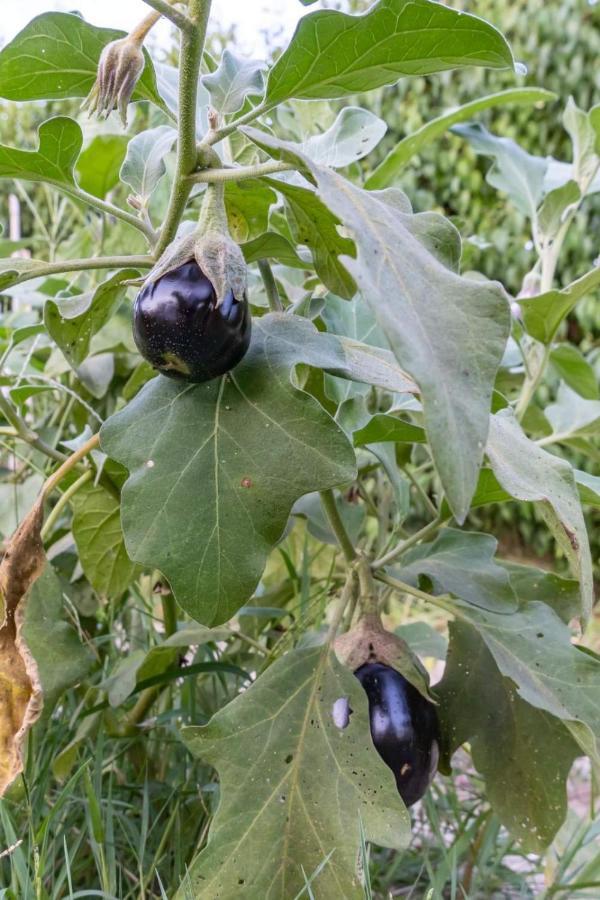 Platanos Villa Vasiliki  Luaran gambar
